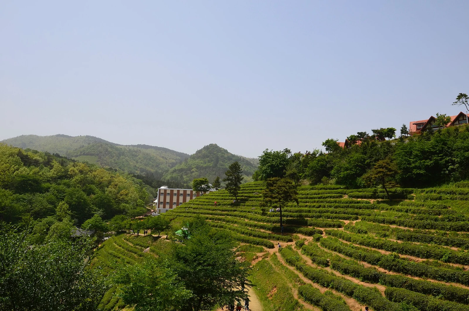 전남 보성 녹차밭 · Boseong Green Tea Fields, Jeonnam